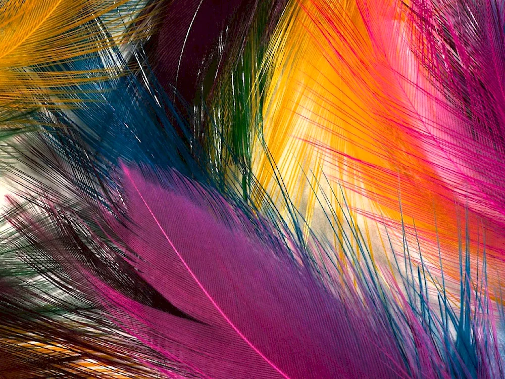 Colours feathers