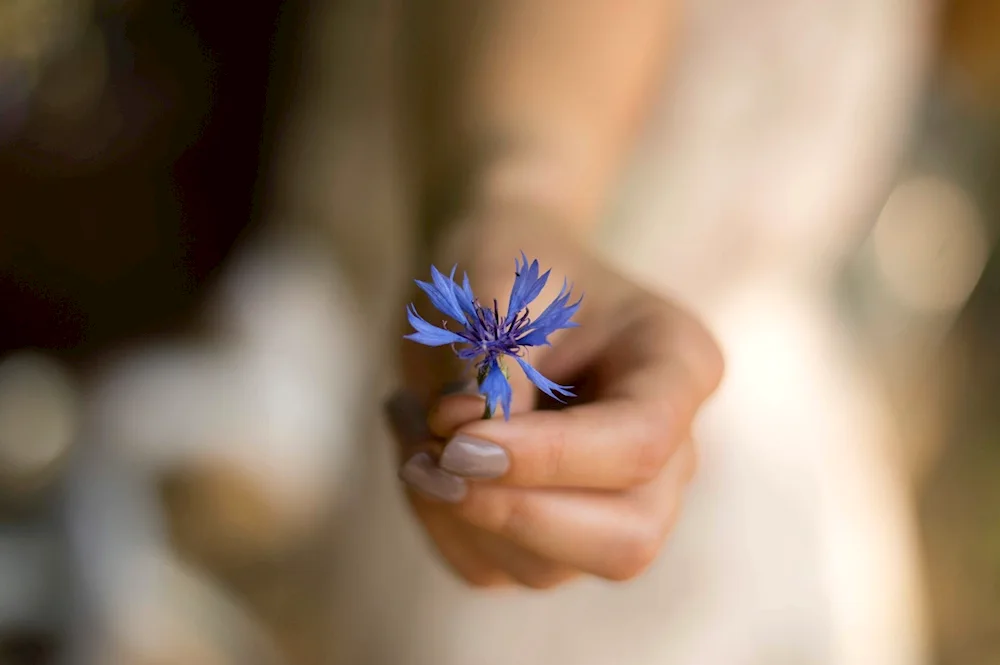 Flower in the hand