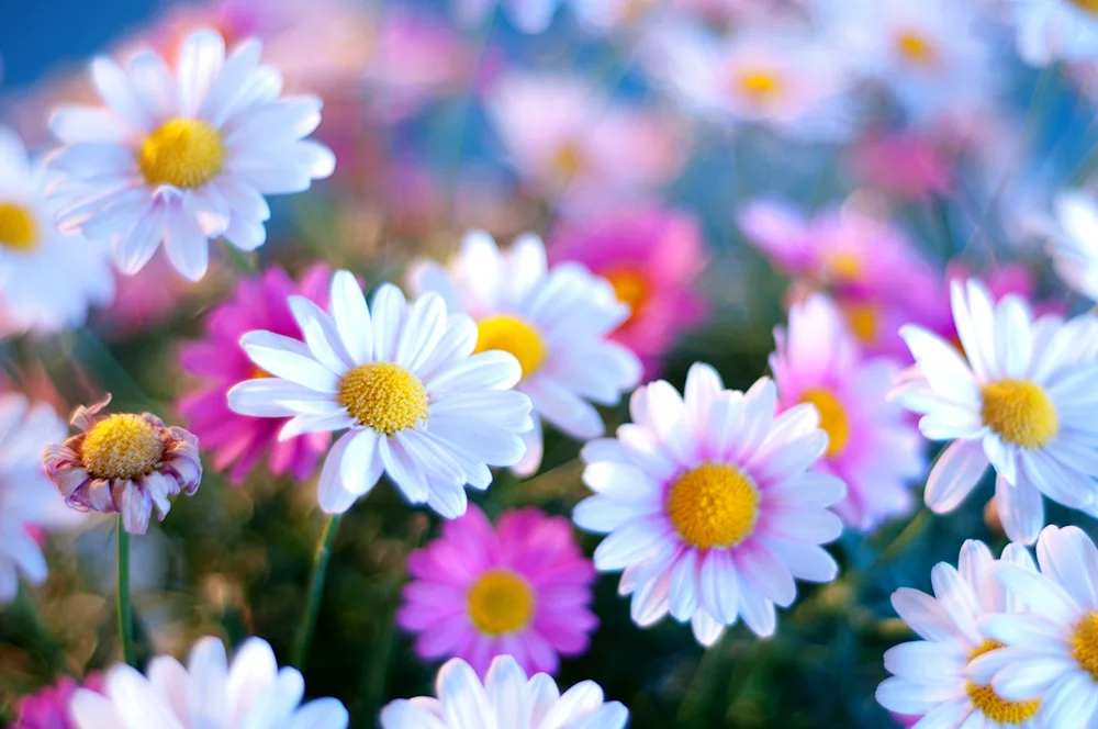 Chamomile background