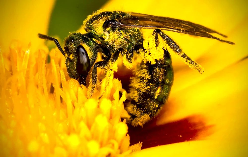 Flower pollen bee