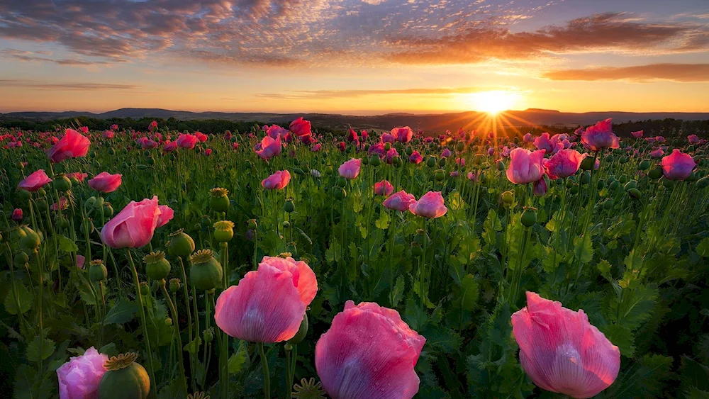 Landscape flowers