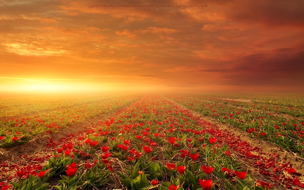 Flower field Stavropol