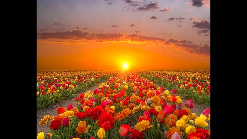 Flower Field