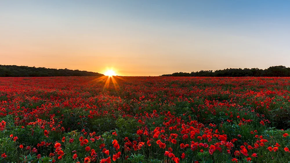 Tulip field Holland sunset