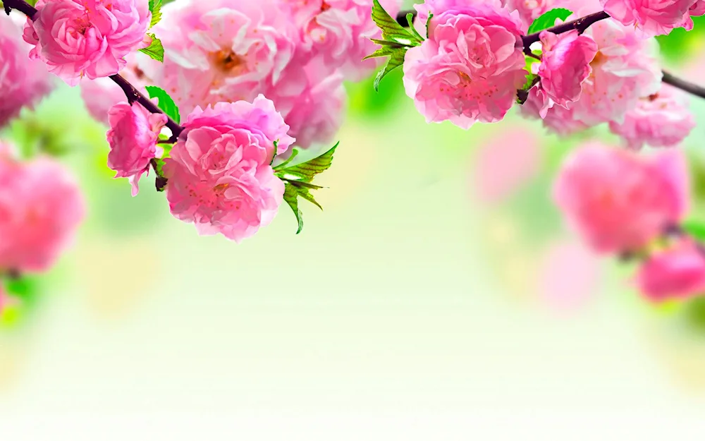 Cherry blossom flower