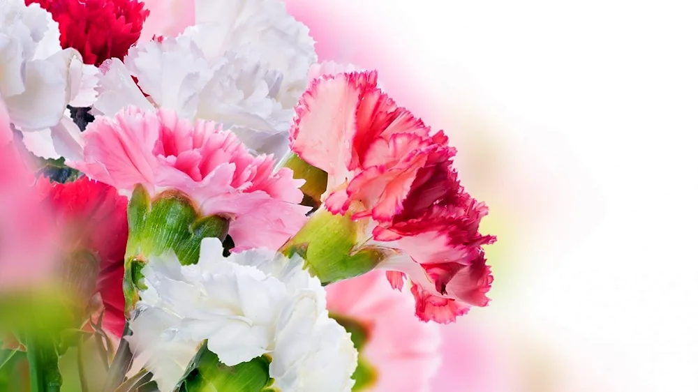 Dianthus White Carnation