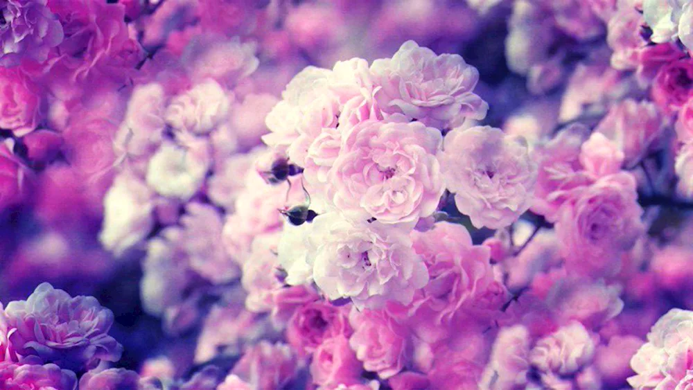 Flower background
