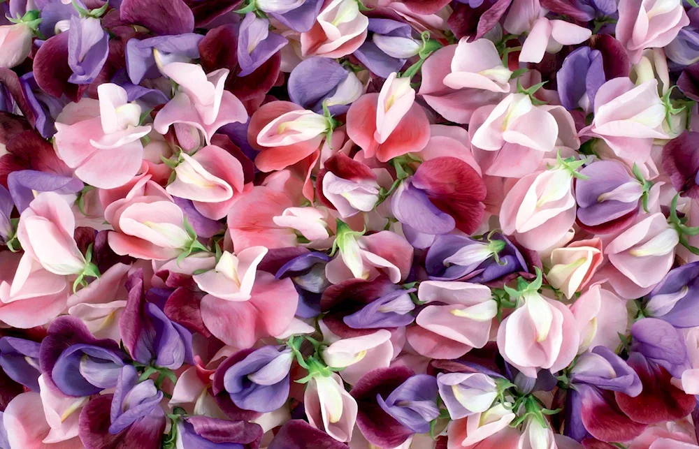 Rose rose Garden