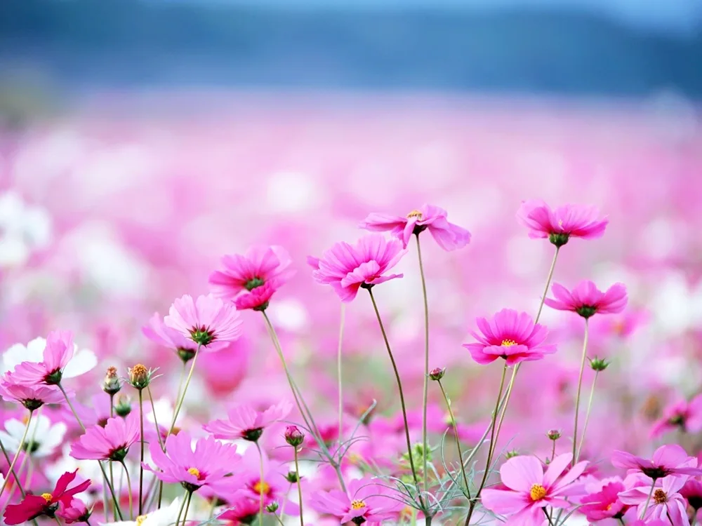 Floral background