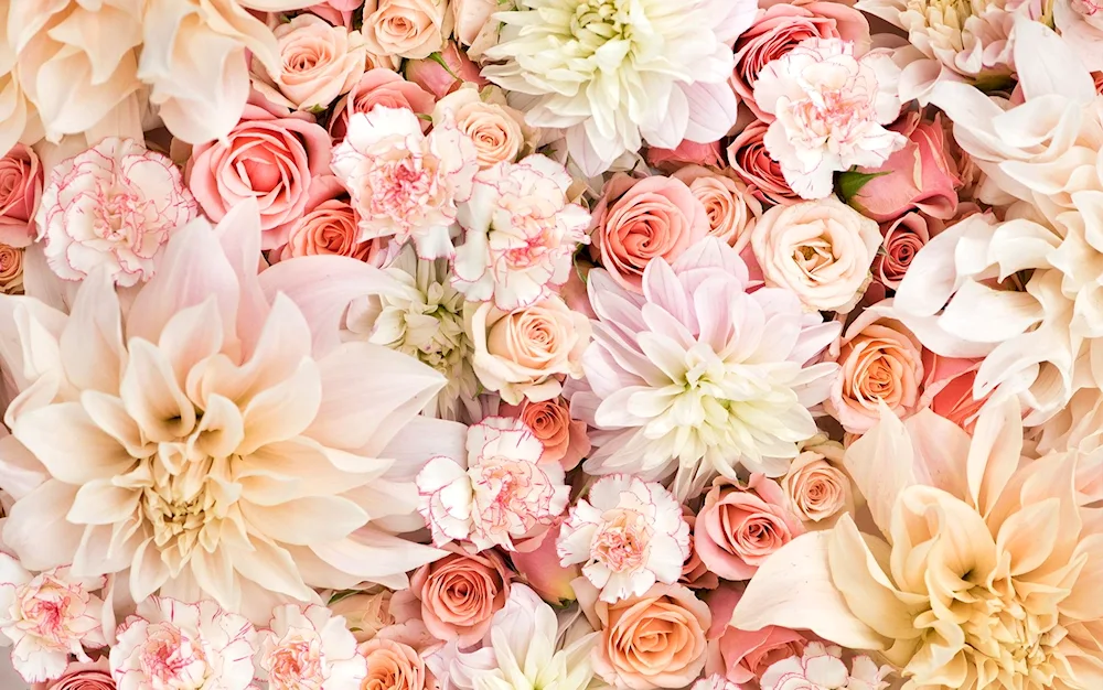 Rose petals
