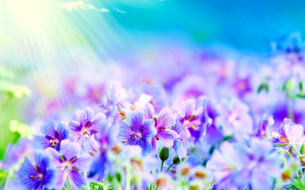 Floral background