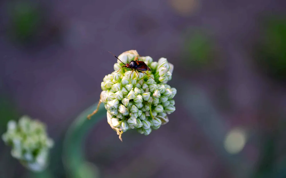 Ladybugs