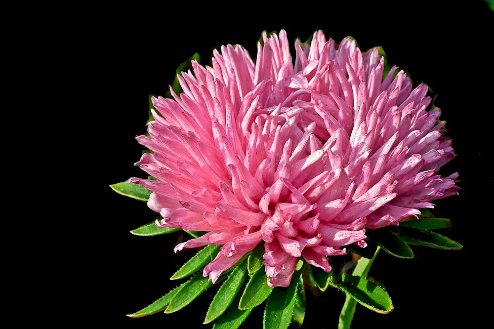 Chrysanthemum Zembla