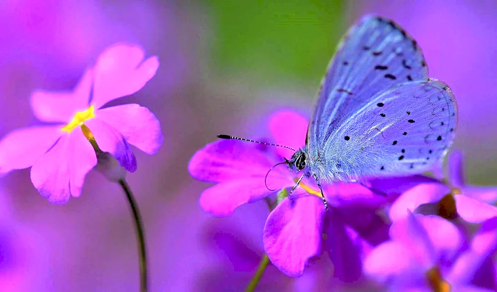 Beautiful background with butterflies