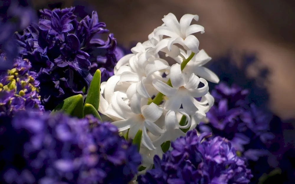 Phalaenopsis jacaranda