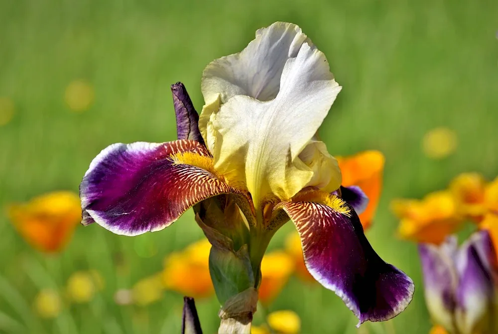 Iris Moning show