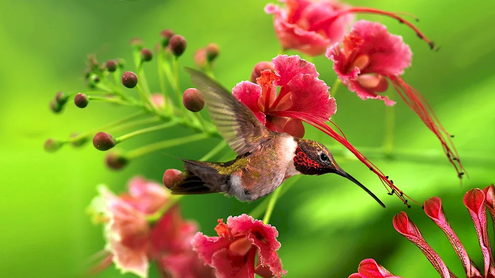 Colibri tropical