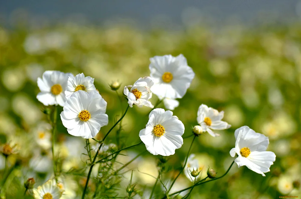 Cosmea flower white