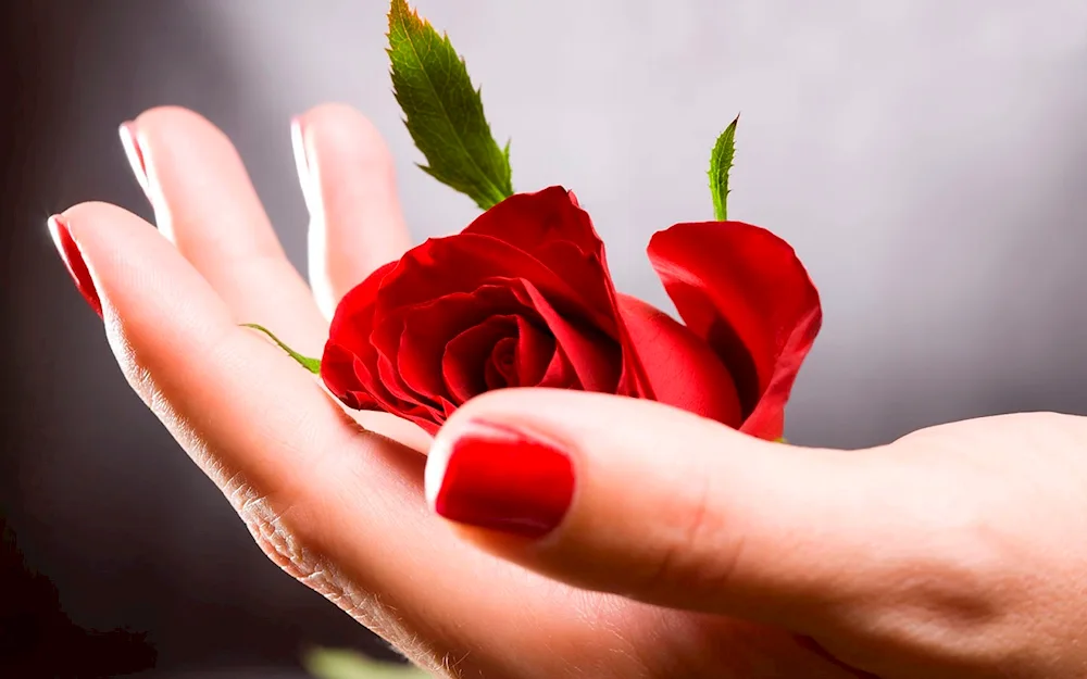 A man gives flowers to a girl