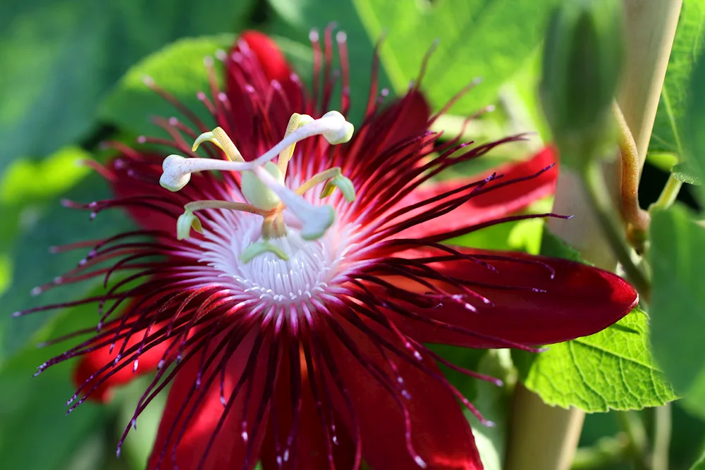 Passiflora passionflower