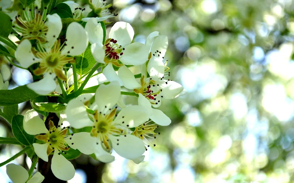 Blooming apple tree