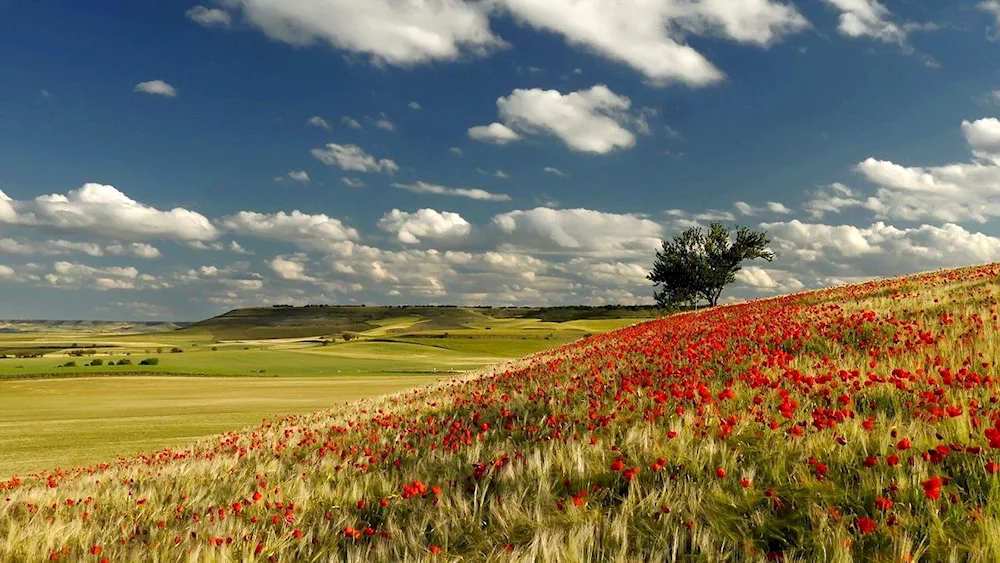 Blossoming Don steppe Rostov region