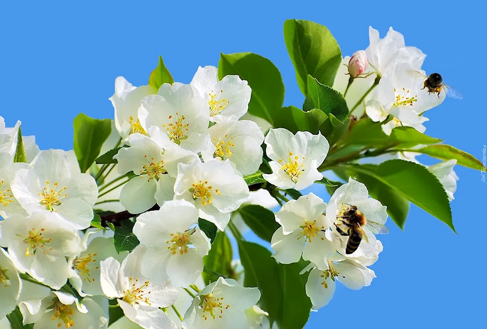 Cherry apple tree in bloom