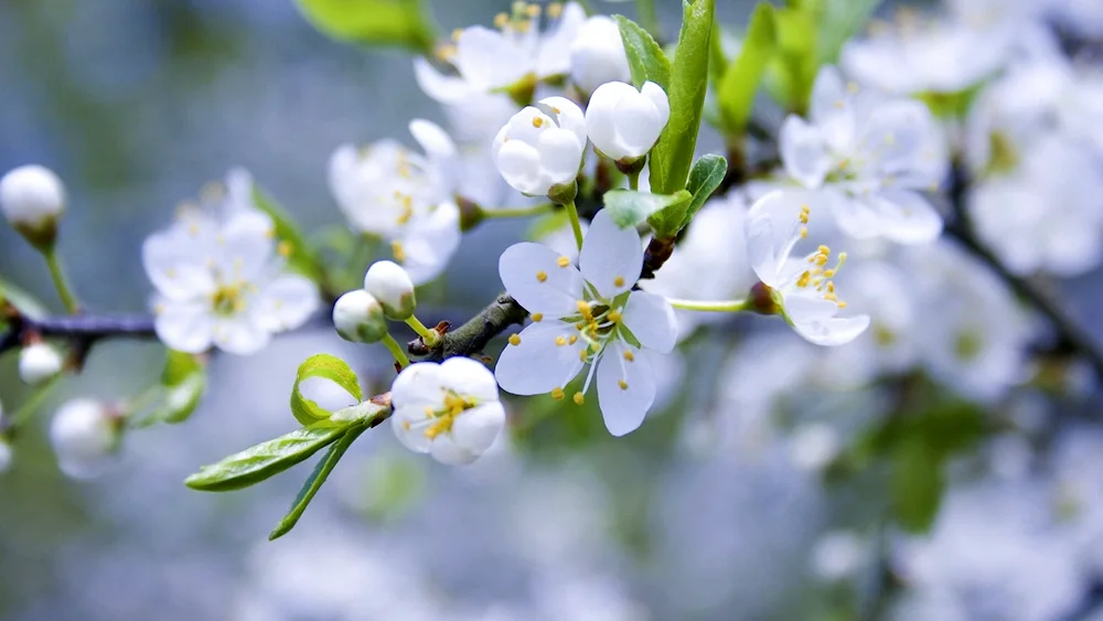 Blossoming apple tree