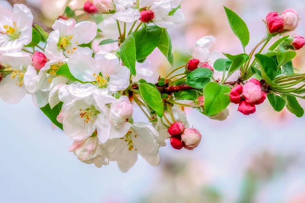 Apple blossom apple tree