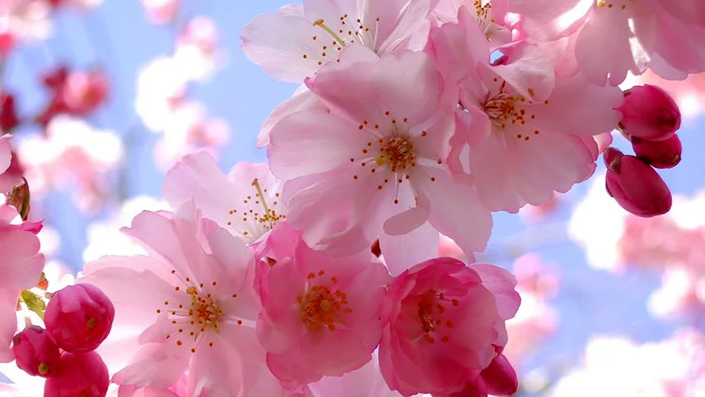 Sakura flowers Genshin