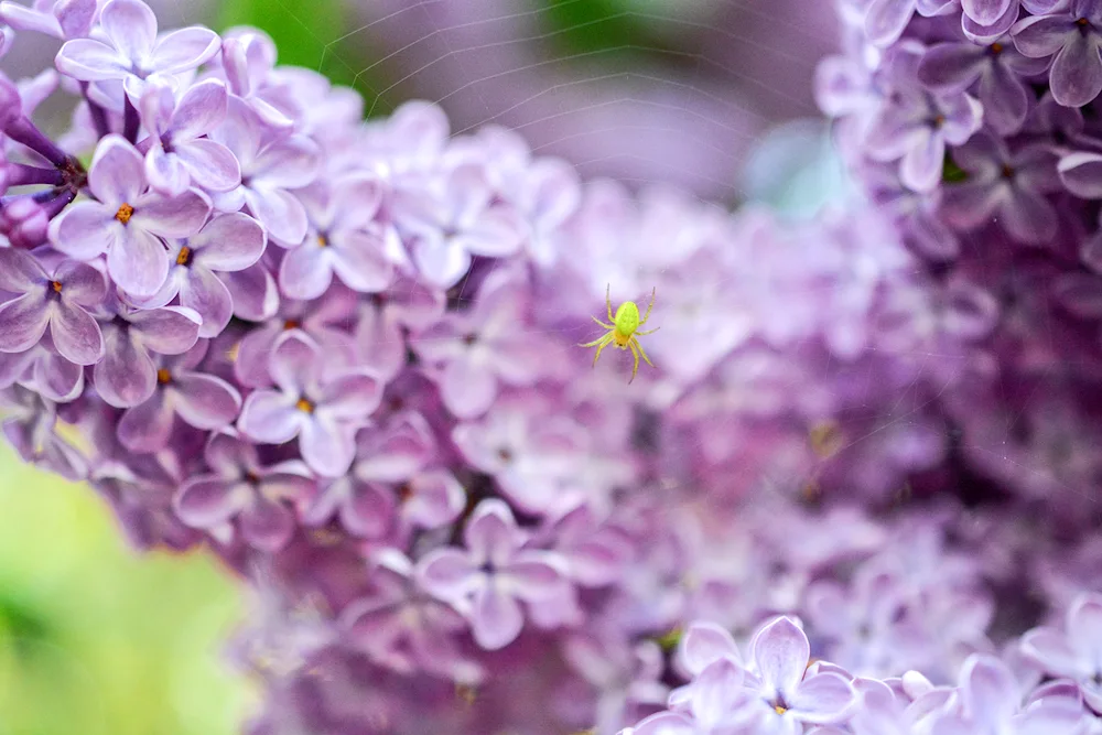 Montaigne lilac.