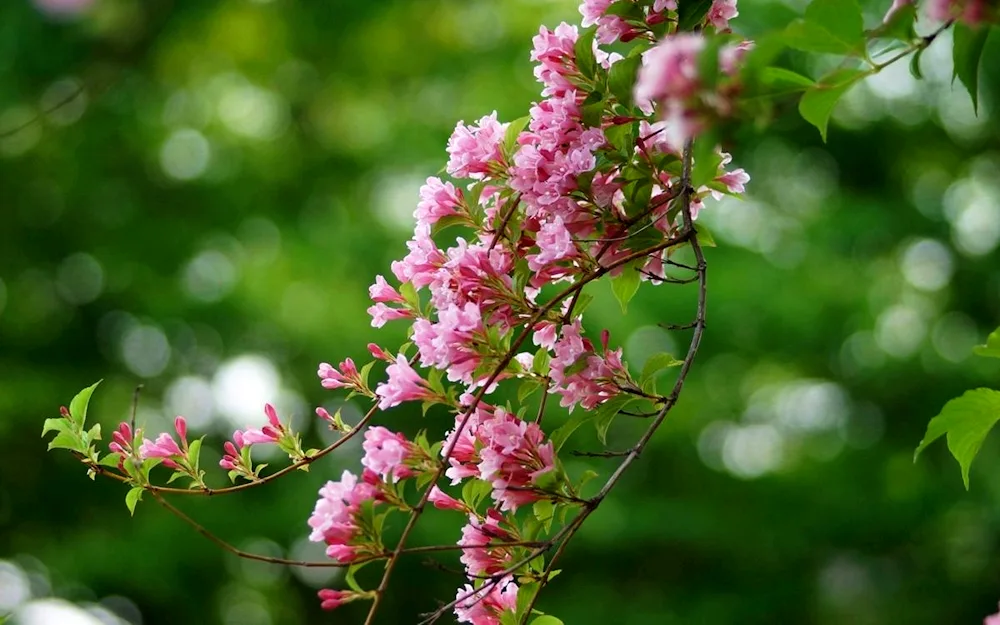 Spring blossom tree