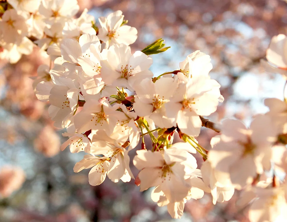 Blooming tree