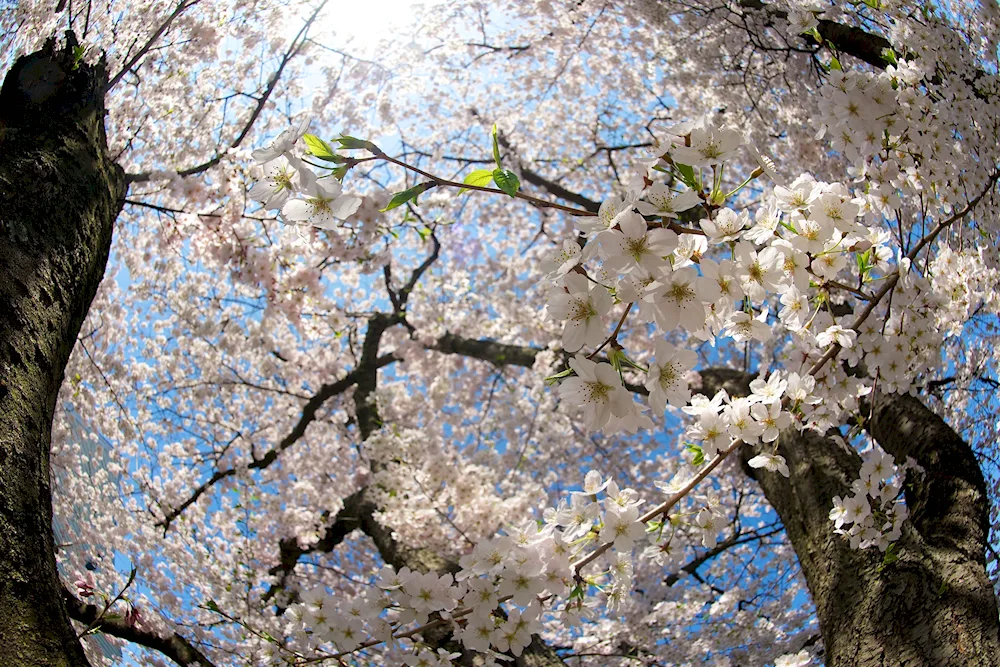 Flowering trees