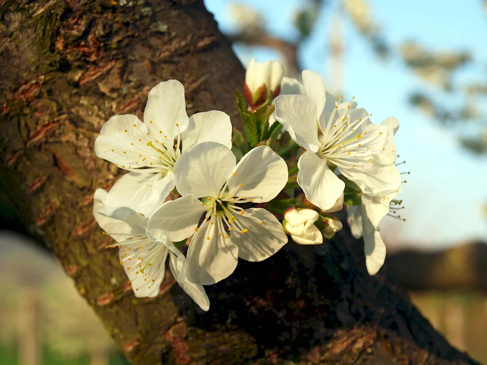 Cherry blossom tree