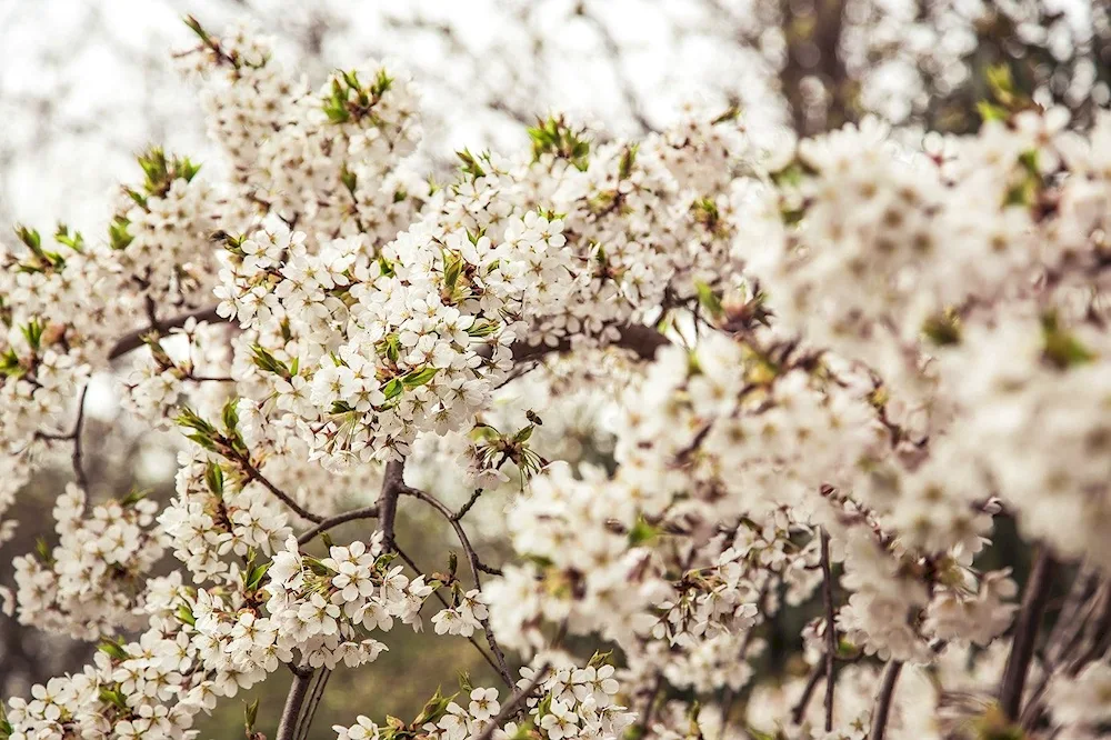 Flowering trees for the garden