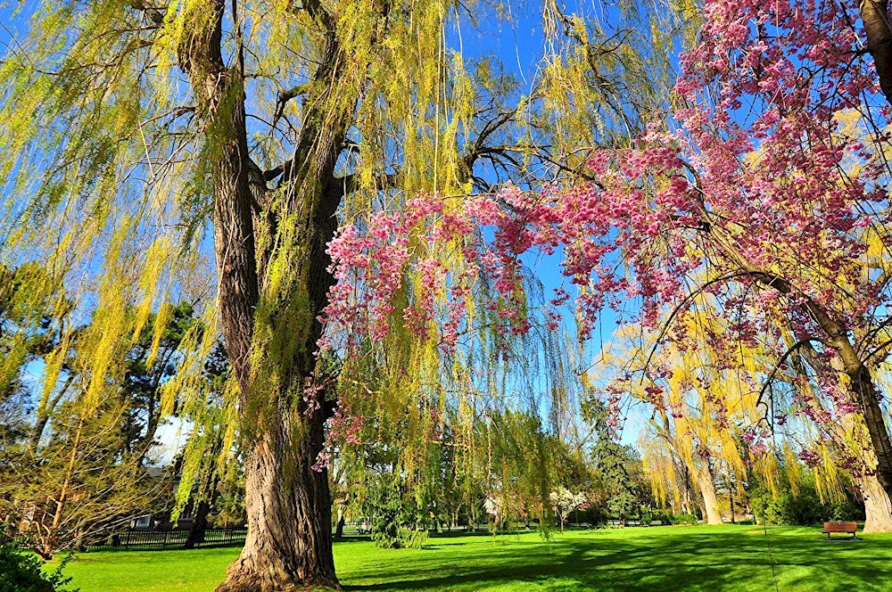 Greenbark maple tree