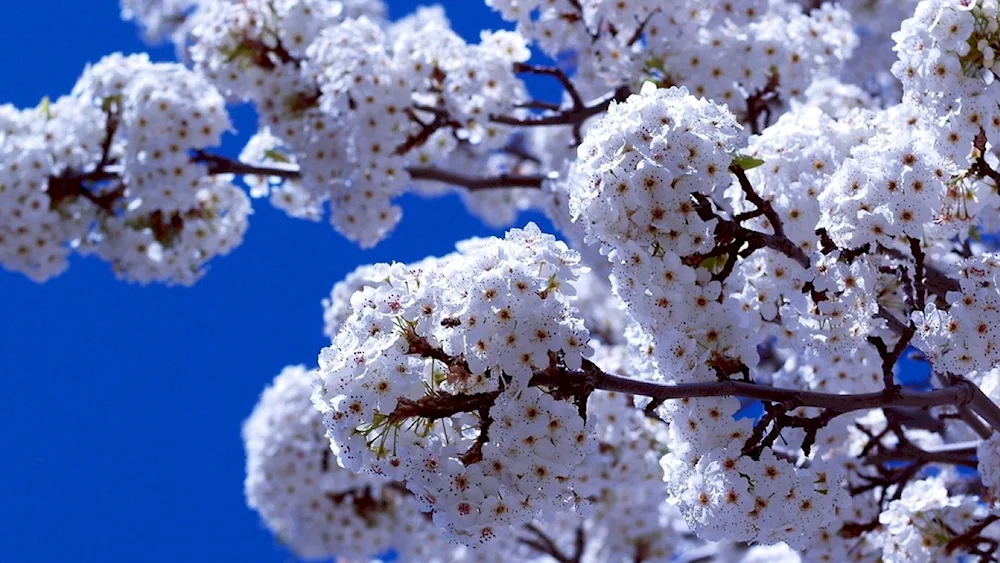 Flowers in the forest