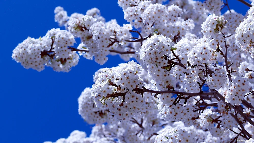 Blooming trees