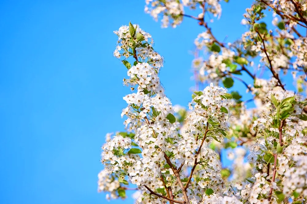 Spring sky