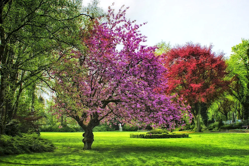 Flowering trees