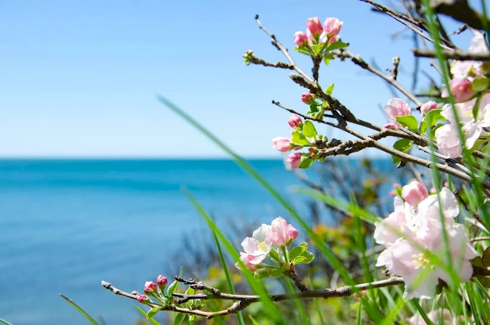 Blooming shrubs in Arhipo. Osipovka