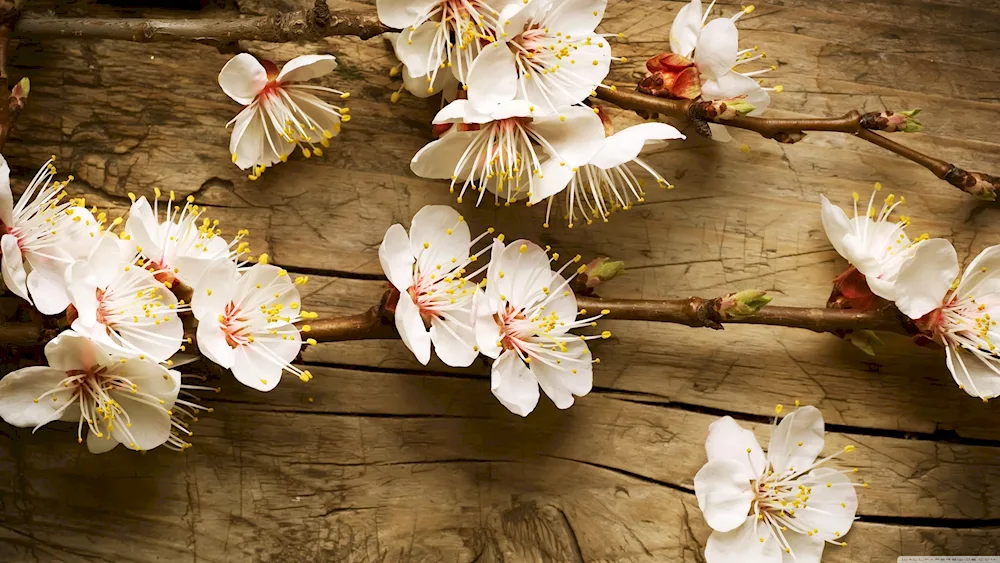 Blooming branches