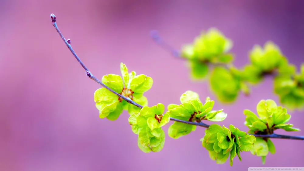 Flowering branches