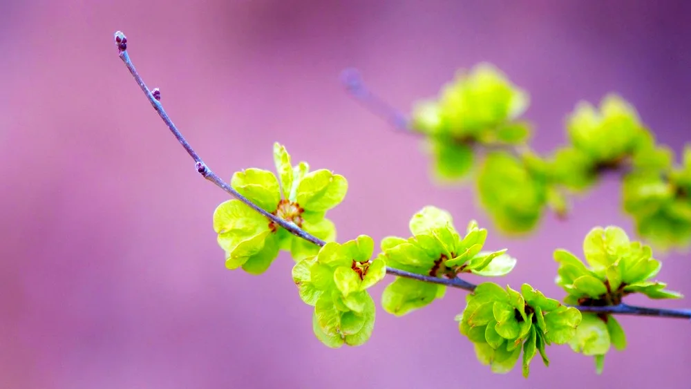 Spring flowers