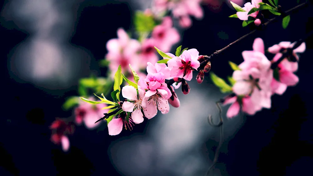 Spring blossom branches