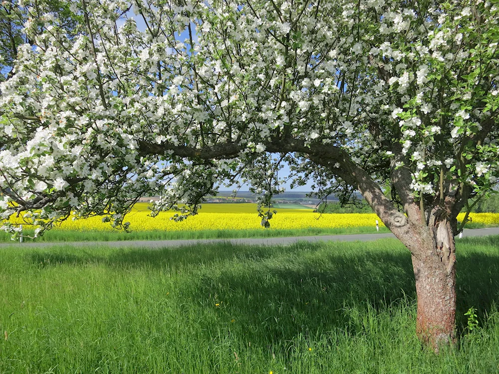 Lilac Jasmine cherry blossom