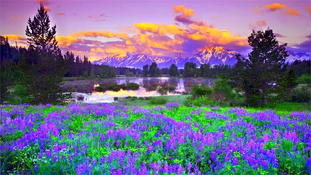 Spring Yellowstone Flowering Meadow