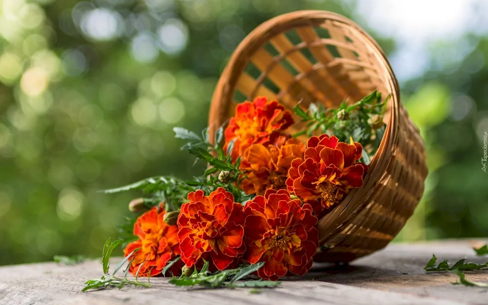 Basket of flowers