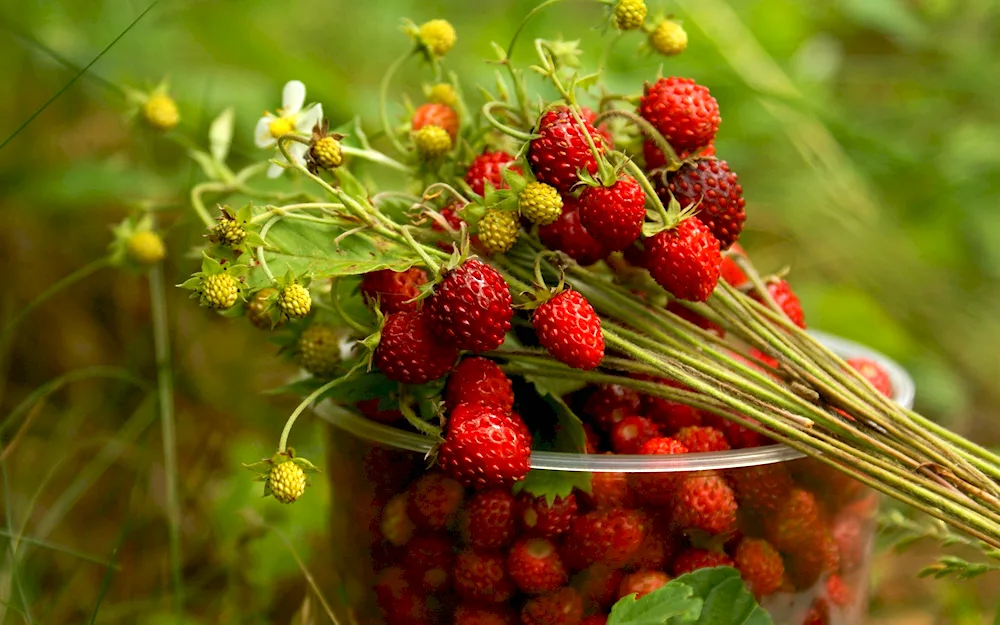 Beautiful berries